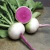 Starburst Hybrid Radish Seeds -Parkseed Shop 52643 pk p1