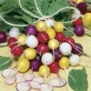 Park Seed Beauty Blend Radish Seeds -Parkseed Shop 52651 PK P1