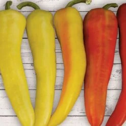 Sweet Sunset Hybrid Pepper Seeds (P) Pkt Of 15 Seeds