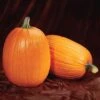 Captain Jack Hybrid Pumpkin Seeds (P) Pkt Of 10 Seeds -Parkseed Shop 52689 PK P1