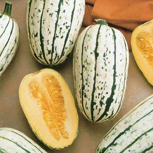Delicata Organic Winter Squash Seeds 3 Delicata Organic Winter Squash Seeds
