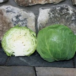 Katarina Hybrid Cabbage Seeds (P) Pkt Of 50 Seeds