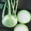 Konan Hybrid Kohlrabi Seeds 1 Konan Hybrid Kohlrabi Seeds -Parkseed Shop 52709 pk p1