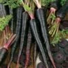 Black Nebula Heirloom Carrot Seeds -Parkseed Shop 52720 pk p1