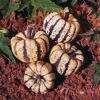 Sweet Dumpling Acorn Squash Seeds -Parkseed Shop 52742 pk p1