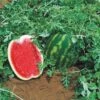 Topgun Hybrid Watermelon Seeds (P) Pkt Of 10 Seeds -Parkseed Shop 52755 pk p1