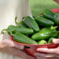 Park's Whopper Jalapeño Pepper Seeds (P) Pkt Of 15 Seeds -Parkseed Shop 52776 PK P1 2