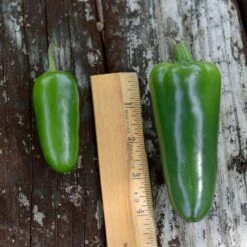 Park's Whopper Jalapeño Pepper Seeds (P) Pkt Of 15 Seeds -Parkseed Shop 52776 PK P1 3