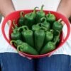 Park's Whopper Jalapeño Pepper Seeds (P) Pkt Of 15 Seeds -Parkseed Shop 52776 pk p1
