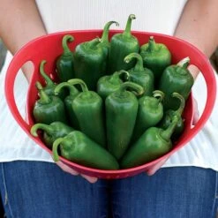 Park's Whopper Jalapeño Pepper Seeds (P) Pkt Of 15 Seeds