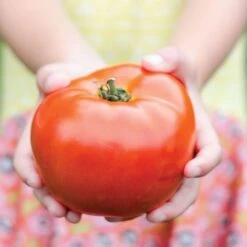 Park Seed Legacy Tomato Seeds (P) Pkt Of 20 Seeds 9 Park Seed Legacy Tomato Seeds (P) Pkt Of 20 Seeds -Parkseed Shop 52785 PK P1 1