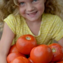 Park Seed Legacy Tomato Seeds (P) Pkt Of 20 Seeds 10 Park Seed Legacy Tomato Seeds (P) Pkt Of 20 Seeds -Parkseed Shop 52785 PK P1 2