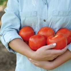 Park Seed Legacy Tomato Seeds (P) Pkt Of 20 Seeds 11 Park Seed Legacy Tomato Seeds (P) Pkt Of 20 Seeds -Parkseed Shop 52785 PK P1 3