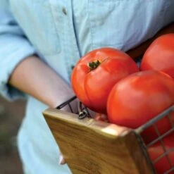 Park Seed Legacy Tomato Seeds (P) Pkt Of 20 Seeds 12 Park Seed Legacy Tomato Seeds (P) Pkt Of 20 Seeds -Parkseed Shop 52785 PK P1 4