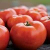 Park Seed Legacy Tomato Seeds (P) Pkt Of 20 Seeds -Parkseed Shop 52785 pk p1