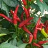 Thai Super Chili Hybrid Pepper Seeds (P) Pkt Of 15 Seeds -Parkseed Shop 52794 pk p1