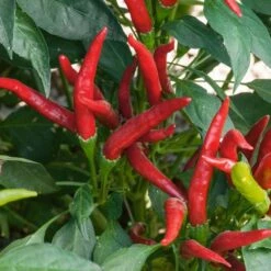 Thai Super Chili Hybrid Pepper Seeds (P) Pkt Of 15 Seeds