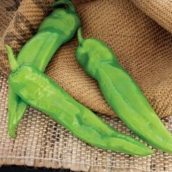 Desperado Hybrid Pepper Seeds -Parkseed Shop 52814 PK P1 1
