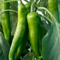 Desperado Hybrid Pepper Seeds