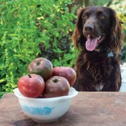 Purple Boy Hybrid Tomato Seeds (P) Pkt Of 10 Seeds -Parkseed Shop 52823 PK P1 2