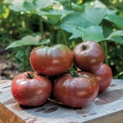 Purple Boy Hybrid Tomato Seeds (P)Ā Pkt Of 10 Seeds