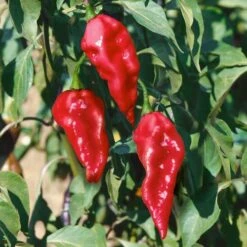 Ghost Pepper Seeds (P) Pkt Of 25 Seeds