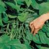Jade Organic Bush Bean Seeds (L) 1 lb -Parkseed Shop 52858 PK L
