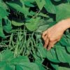 Jade Organic Bush Bean Seeds (P) Pkt Of 100 Seeds -Parkseed Shop 52858 PK P1