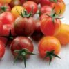 Artisan Bumble Bee Mix Organic Cherry Tomato Seeds -Parkseed Shop 52867 PK P1