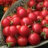 Sakura Organic Cherry Tomato Seeds -Parkseed Shop 52870 PK P1