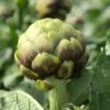 PT-16 Organic Artichoke Seeds -Parkseed Shop 52889 PK P1