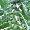 Dagan Organic Brussels Sprouts Seeds 2 Dagan Organic Brussels Sprouts Seeds -Parkseed Shop 52893 PK P1