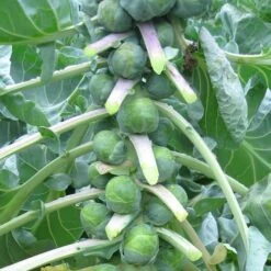 Dagan Organic Brussels Sprouts Seeds