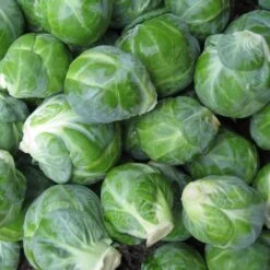 Dagan Organic Brussels Sprouts Seeds -Parkseed Shop 52893 PK P1 2