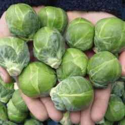 Dagan Organic Brussels Sprouts Seeds -Parkseed Shop 52893 PK P1 3