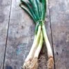 Parade Green Onion Organic Seeds -Parkseed Shop 52895 PK P1