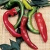 Anaheim Organic Pepper Seeds (P) Pkt Of 25 Seeds -Parkseed Shop 52900 pk p1