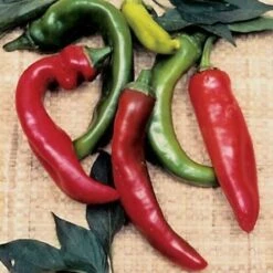 Anaheim Organic Pepper Seeds (P) Pkt Of 25 Seeds