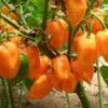Magnum Organic Habanero Pepper Seeds -Parkseed Shop 52913 PK P1