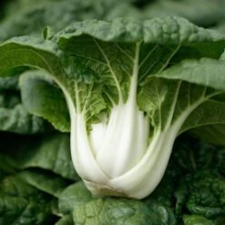 Asian Delight Hybrid Pak Choi Seeds