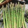 Mary Washington Asparagus Seeds -Parkseed Shop 52919 PK P1