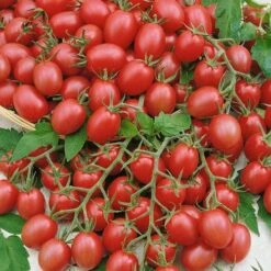 Gum Drop Pink F1 Hybrid Cherry Tomato Seeds