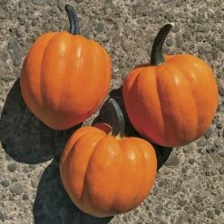 Goldilocks F1 Acorn Squash Seeds 5 Goldilocks F1 Acorn Squash Seeds -Parkseed Shop 52941 PK P1 1