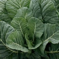 Top Chop Collard Seeds