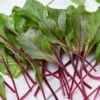 Bull's Blood Heirloom Beet Seeds -Parkseed Shop 52949 PK P1