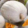 Super Moon F1 Pumpkin Seeds -Parkseed Shop 52953 PK P1