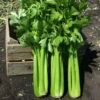Hadrian Hybrid Celery Seeds -Parkseed Shop 52958 PK P1