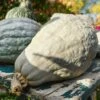 Hubbard Blue Organic Winter Squash Seeds -Parkseed Shop 52963 PK P1
