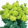 Rosanne 2 Clear Green Lisianthus Seeds