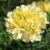 Sugar & Spice White Marigold Seeds 1 Sugar & Spice White Marigold Seeds -Parkseed Shop 54072